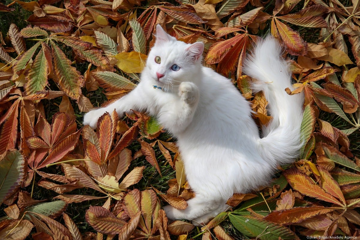 a van cat is seen at a cat research and application center, in