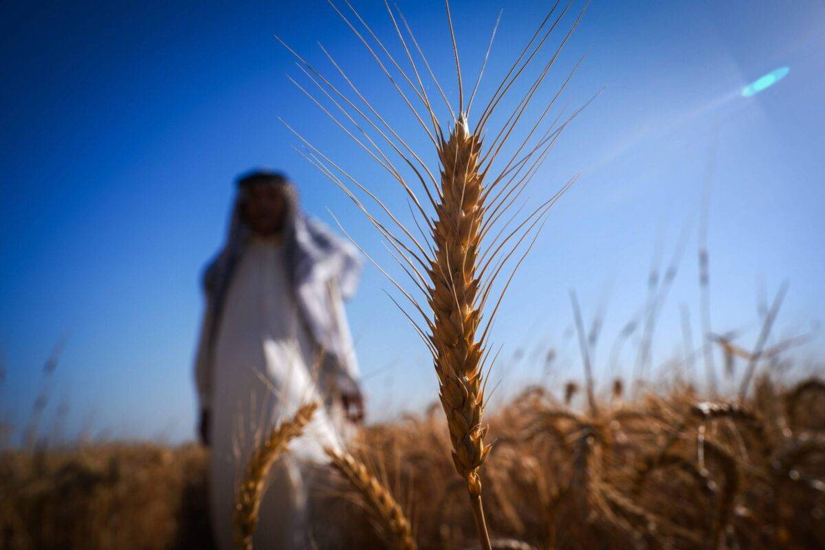 Iraq Set To Pay High Price For Bumper Wheat Harvest Middle East Monitor