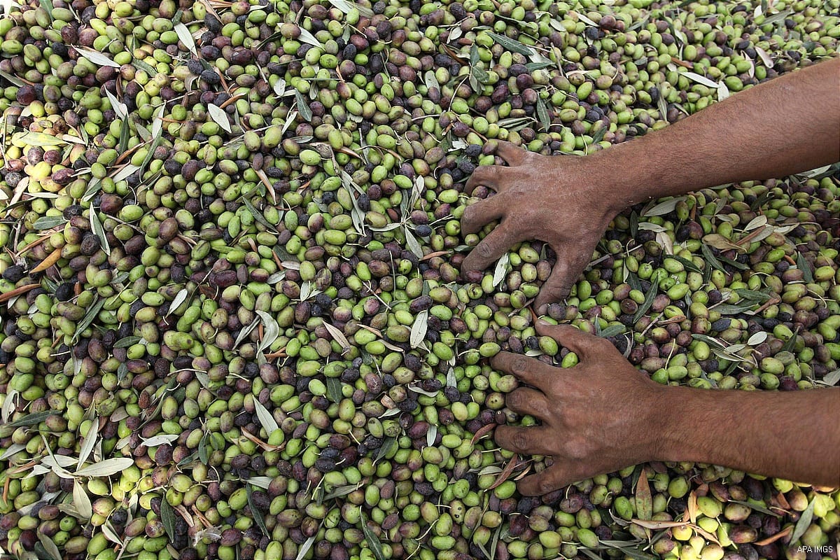 Gaza has bumper olive season – Middle East Monitor