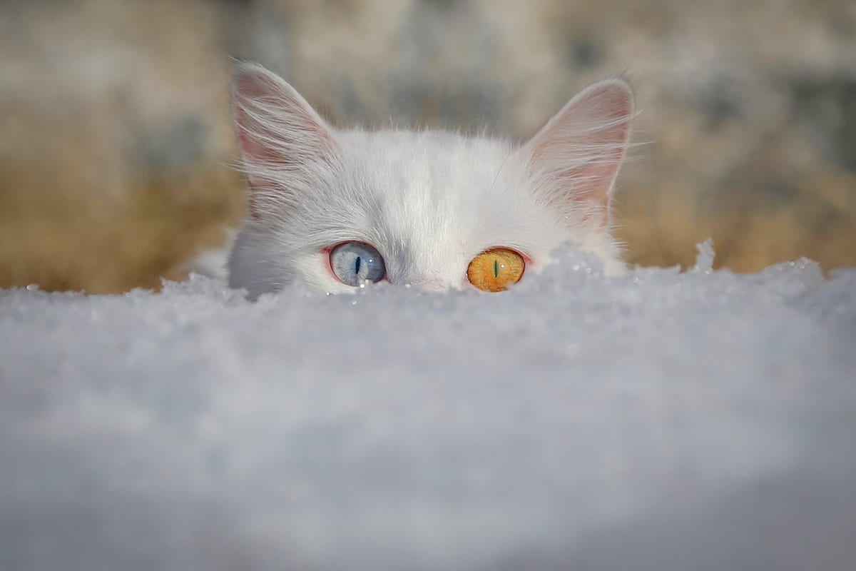 Snow best sale white kitten