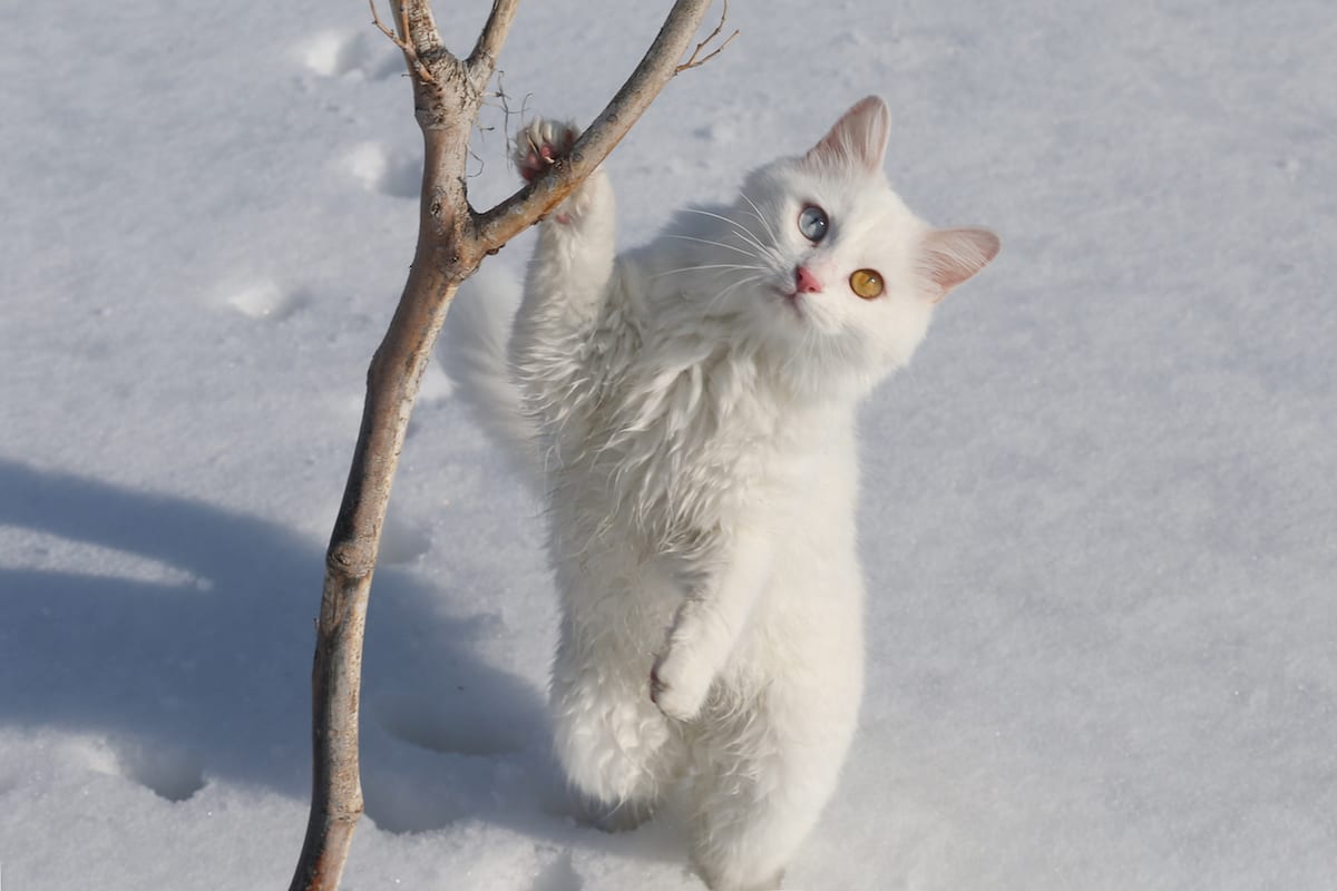 Snow white kitten frolics around on a frozen canopy in Van, Turkey