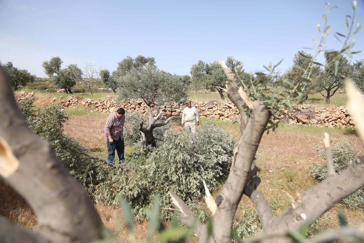 Israeli Settlers Wreck Palestinian Olive Trees – Middle East Monitor