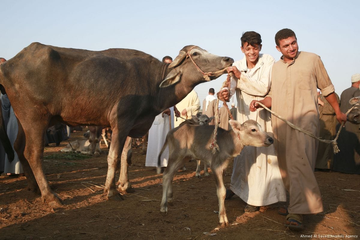 qurbani cow 2009