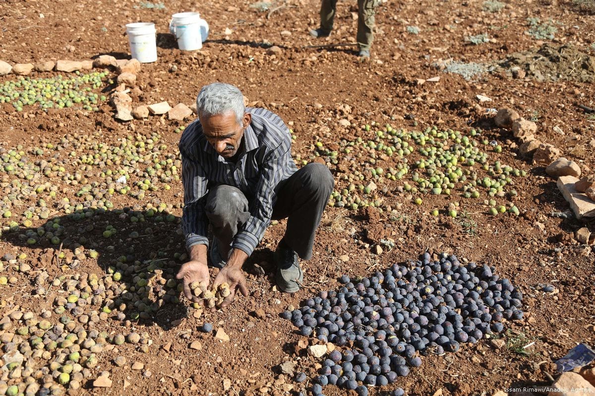 Fig Farm – Middle East Monitor