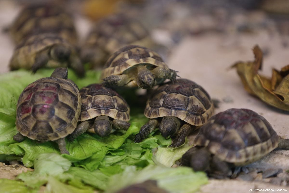 baby-animals-of-eskisehir-zoo-middle-east-monitor