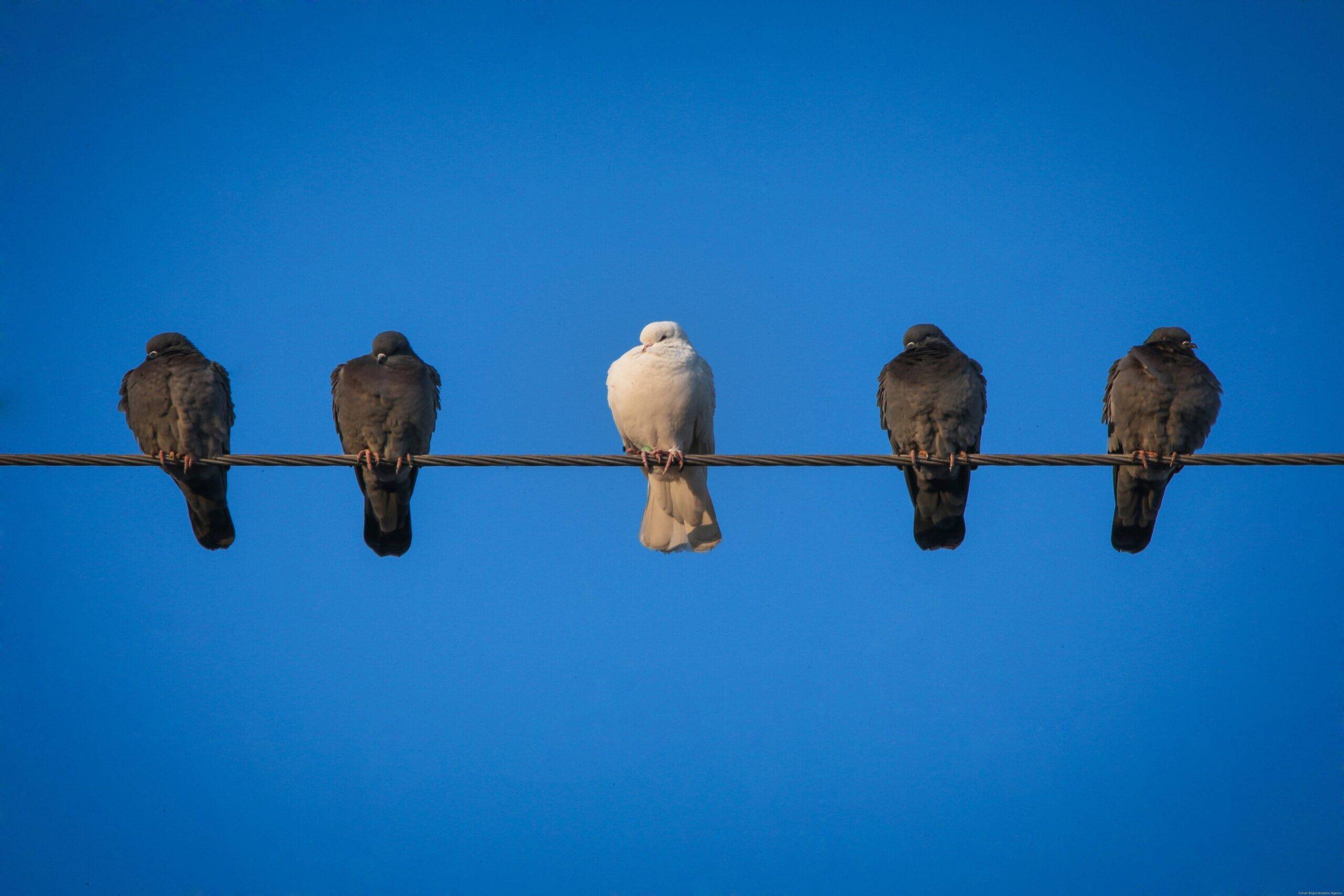 The Animal In-Between the Lines