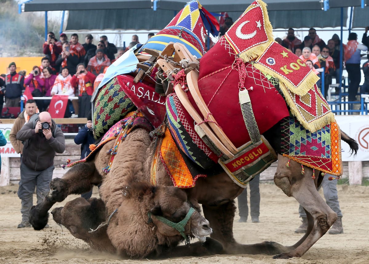 IZMIR, TURKEY – JANUARY 21: Camels Wrestle During The 36th Selcuk ...