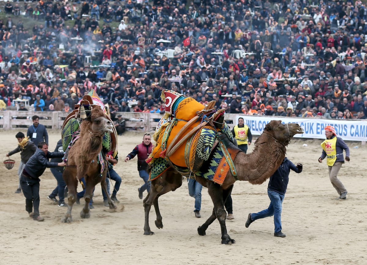 IZMIR, TURKEY – JANUARY 21: Camels Wrestle During The 36th Selcuk ...