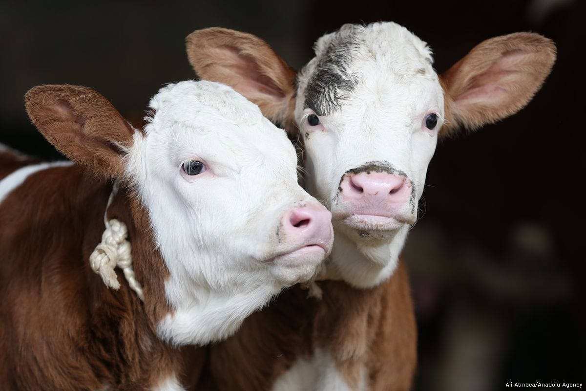 newly-born-calves-in-turkey-middle-east-monitor