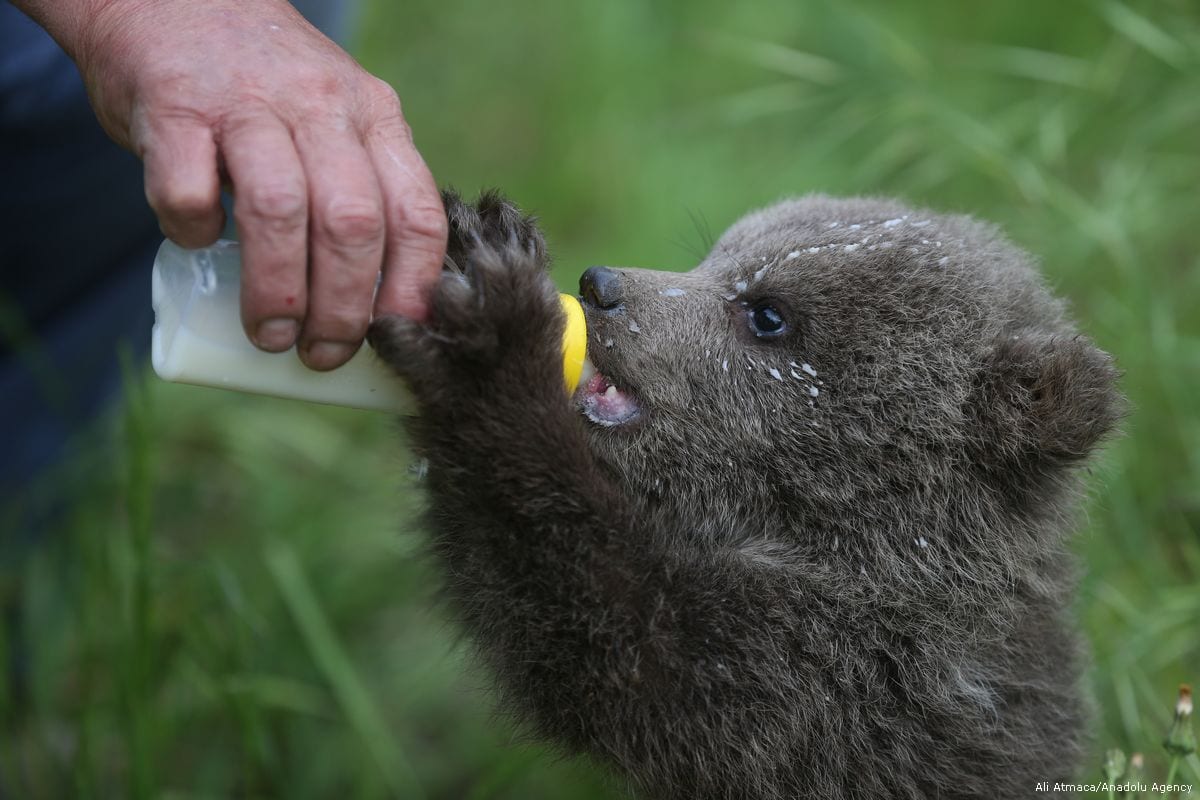 3-bear-cubs-found-in-turkey-middle-east-monitor