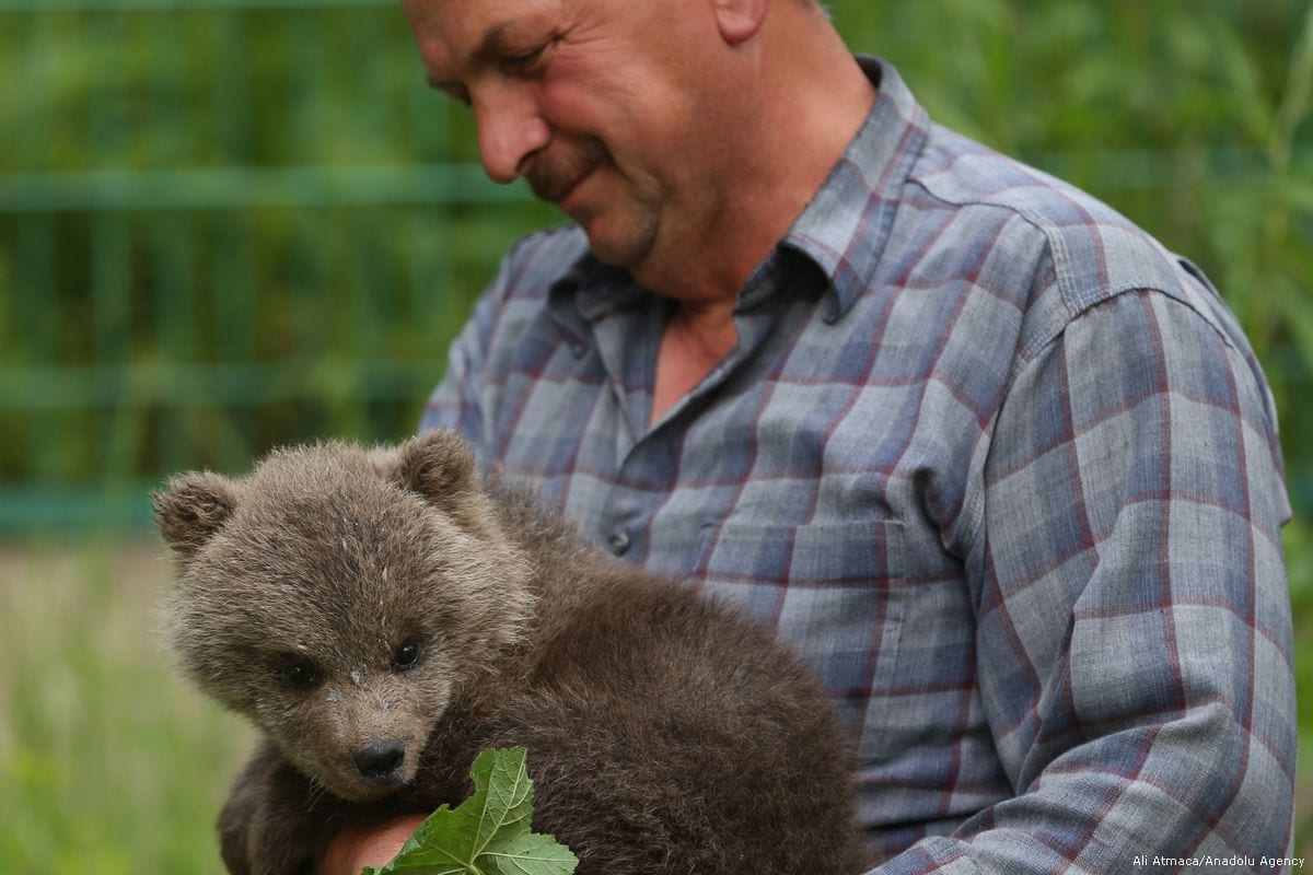 3-bear-cubs-found-in-turkey-middle-east-monitor