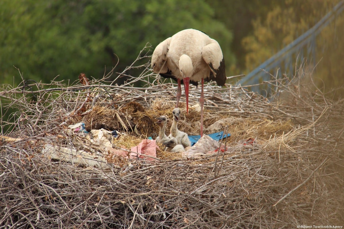 Stork and stroller outlet 2018