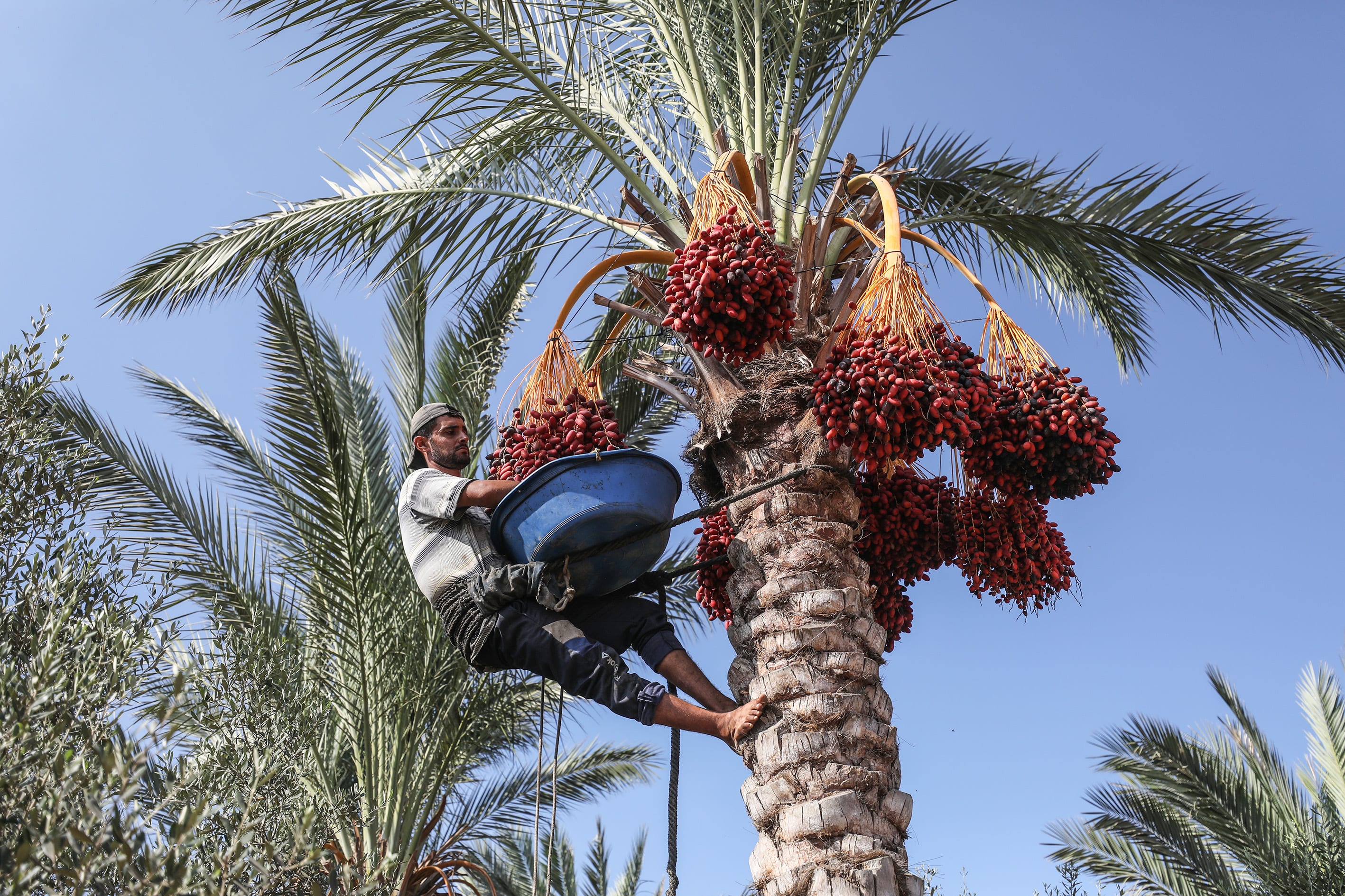 Gaza Farmers Have Dates But Have Nowhere To Sell Them Middle East