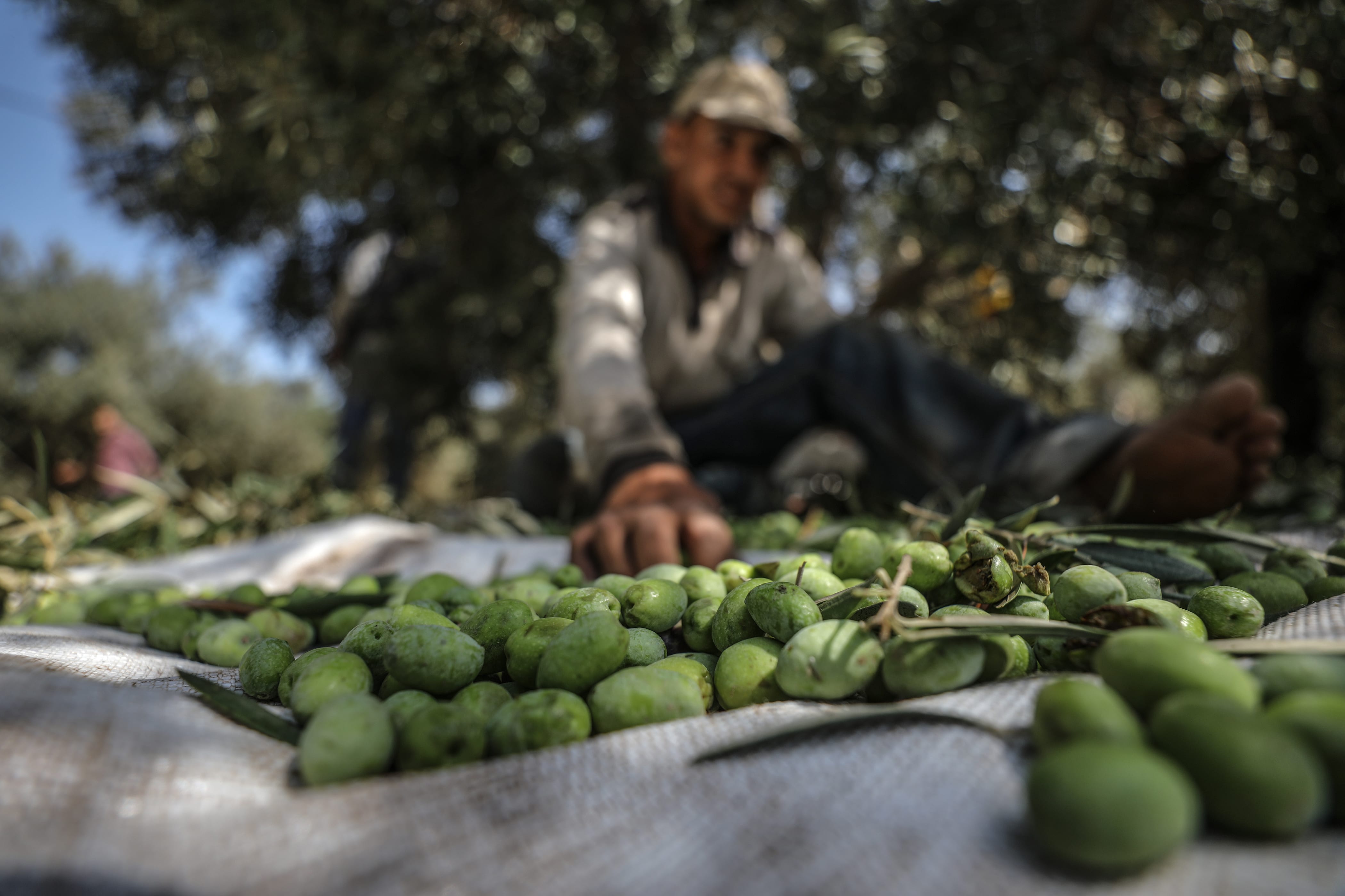 Olive Harvest in Gaza – Middle East Monitor