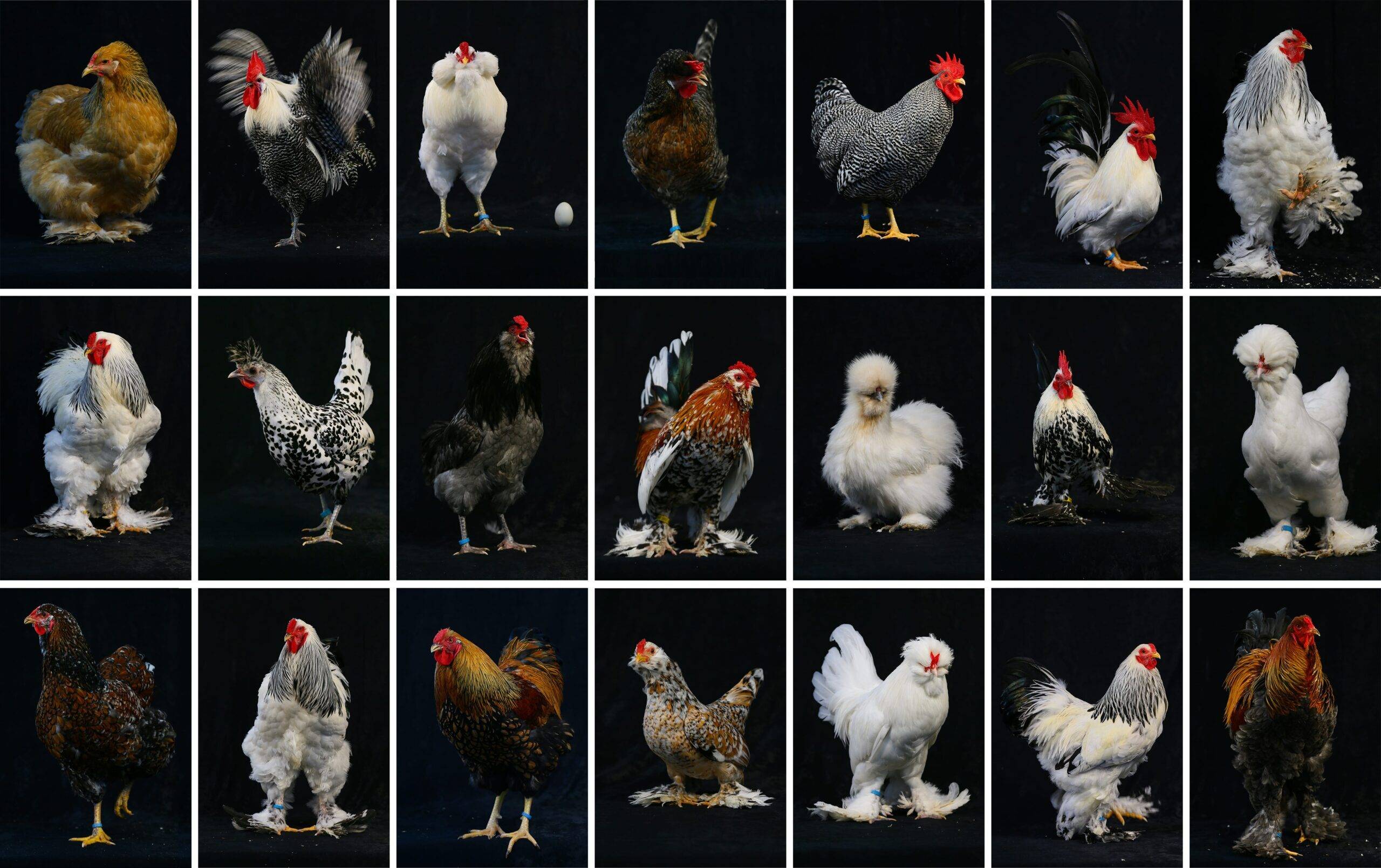 Brahma ‐ The Poultry Club