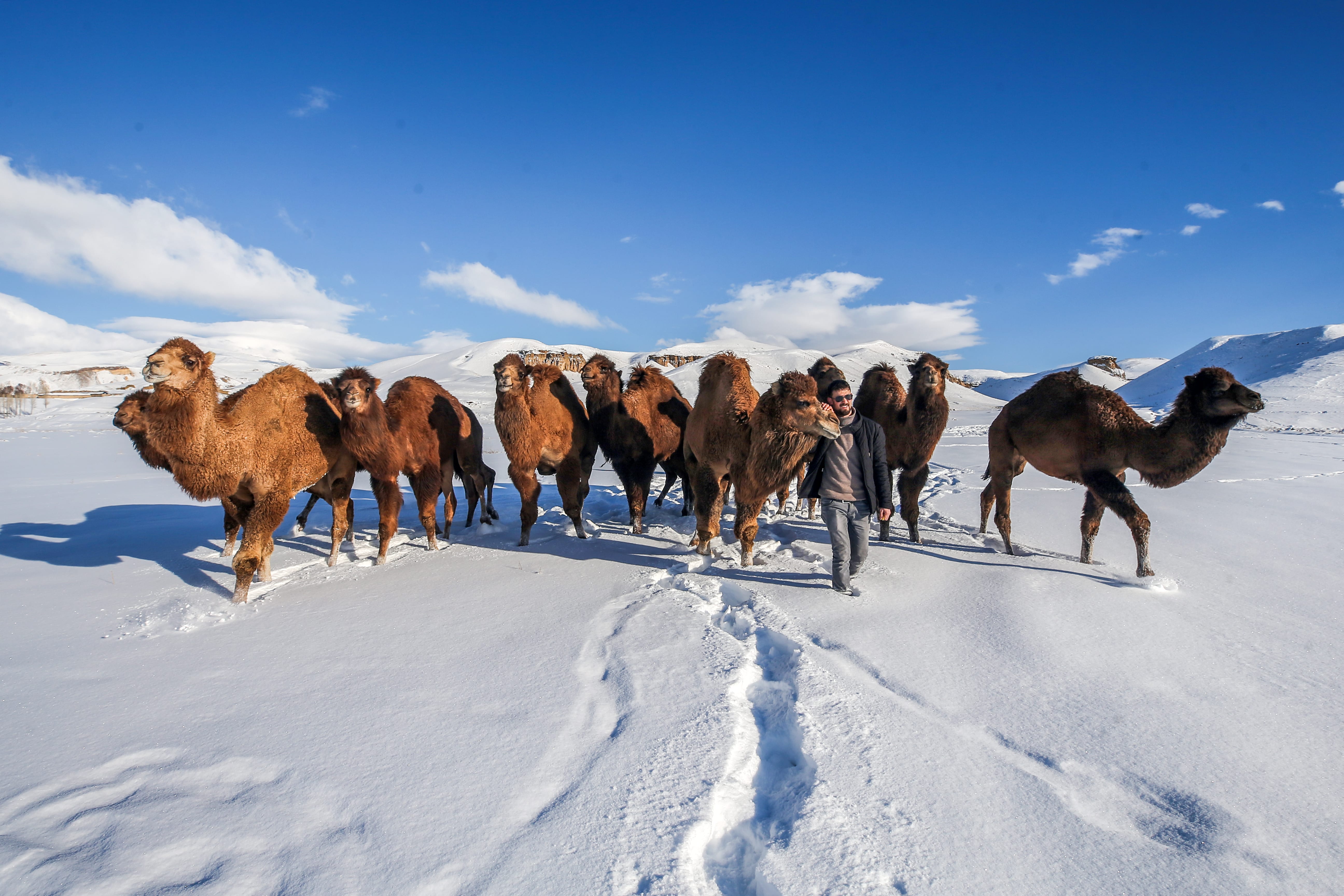 Camels in the snow – Middle East Monitor