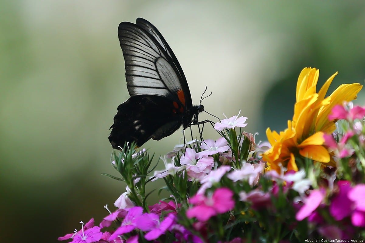 Butterflies flutter by… – Middle East Monitor