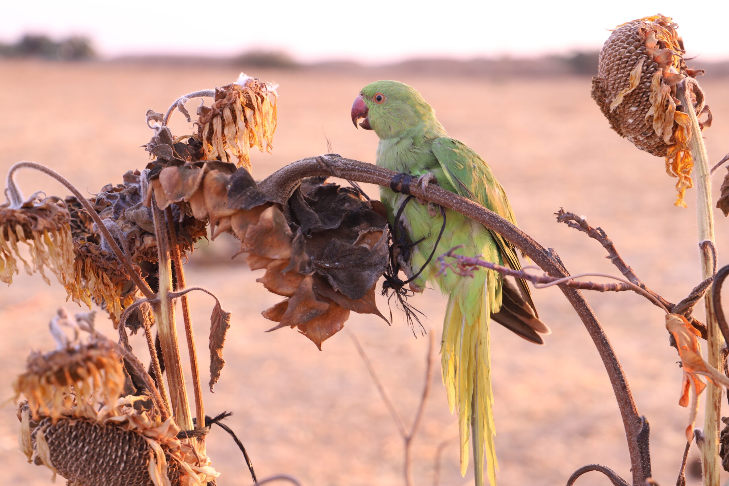 Palestinians capture dora parrots during their migration – Middle East ...