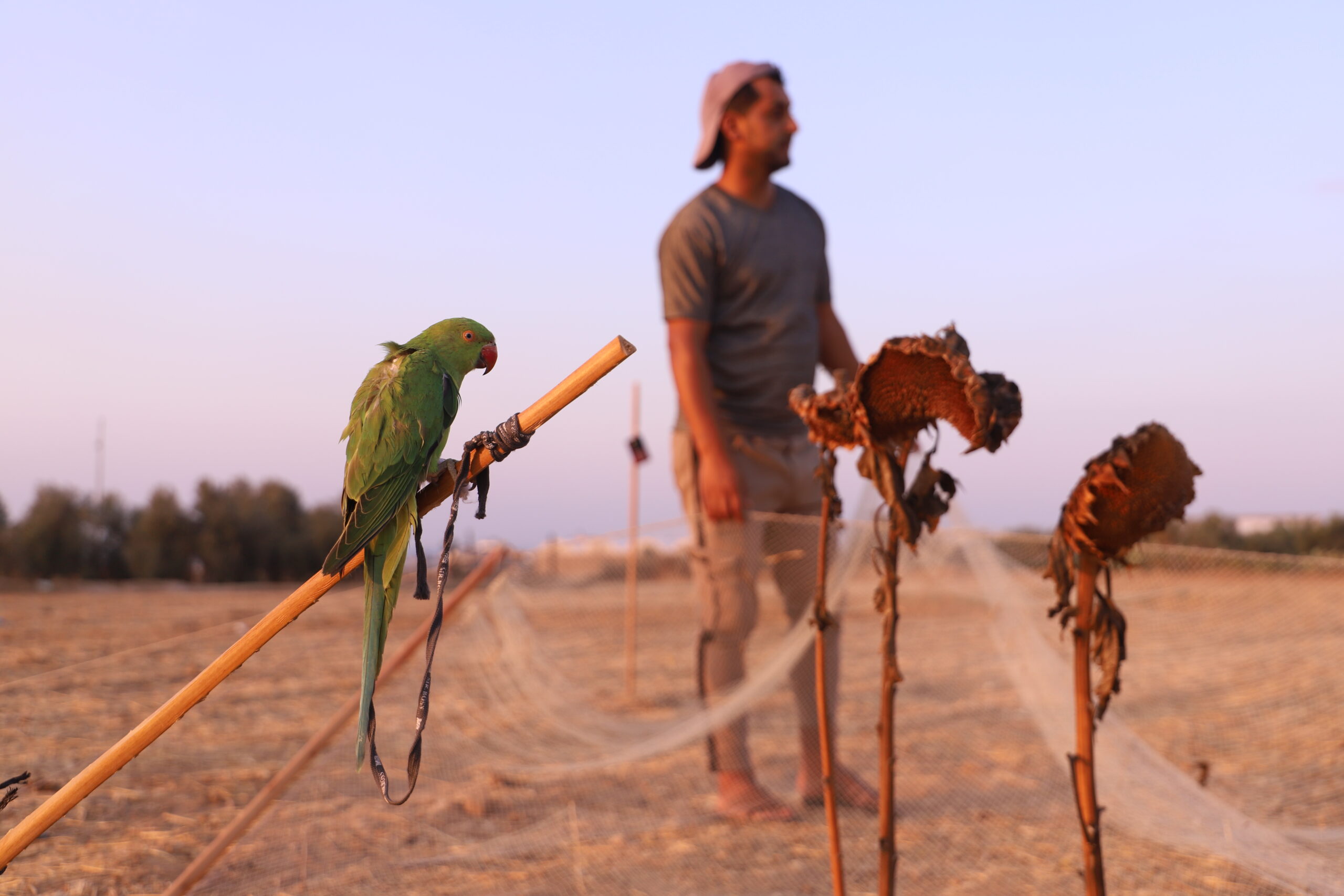 Palestinians capture dora parrots during their migration – Middle East ...