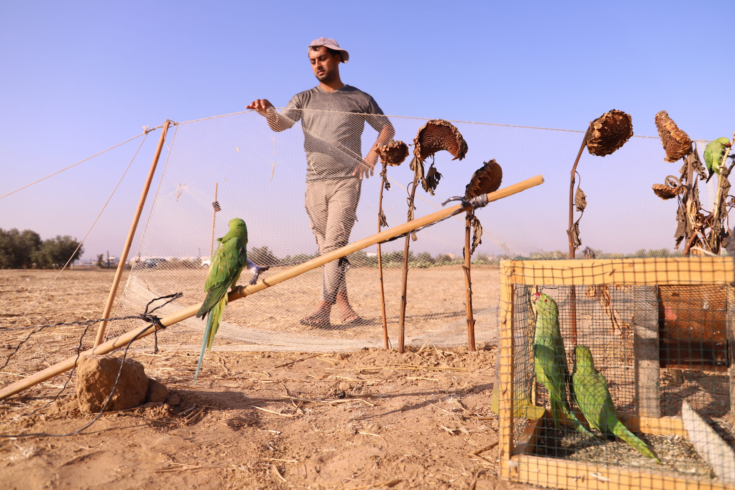 Palestinians capture dora parrots during their migration – Middle East ...