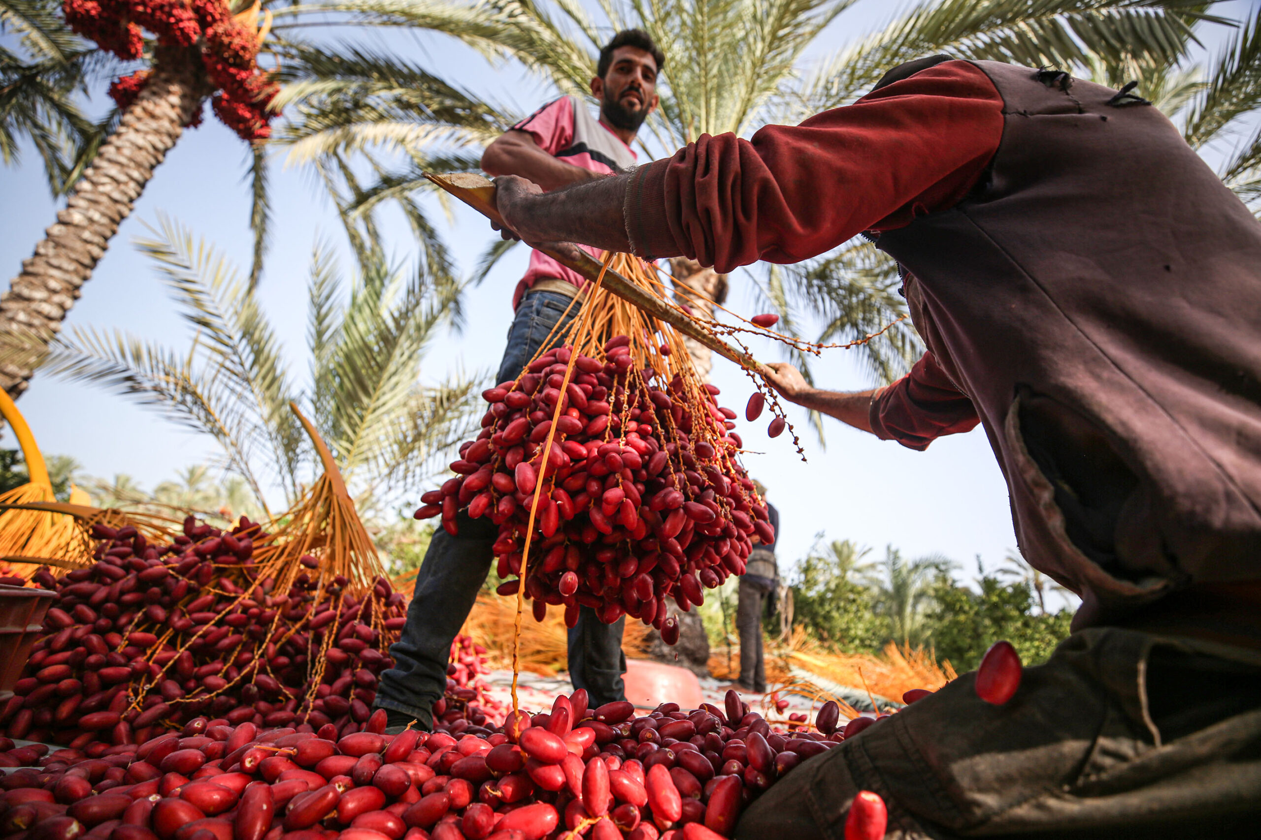 Date harvesting in Gaza Middle East Monitor