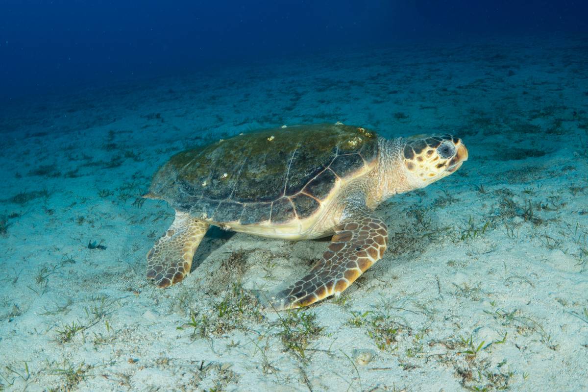 590,000 loggerhead, green sea turtles hatch in Turkiye – Middle East ...